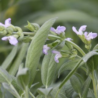 Estratto di foglie di Salvia